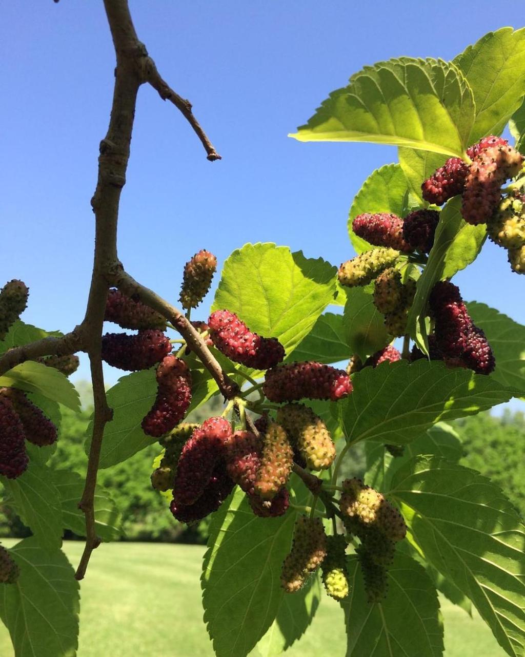 Agriturismo La Sorgente Camerano Kültér fotó